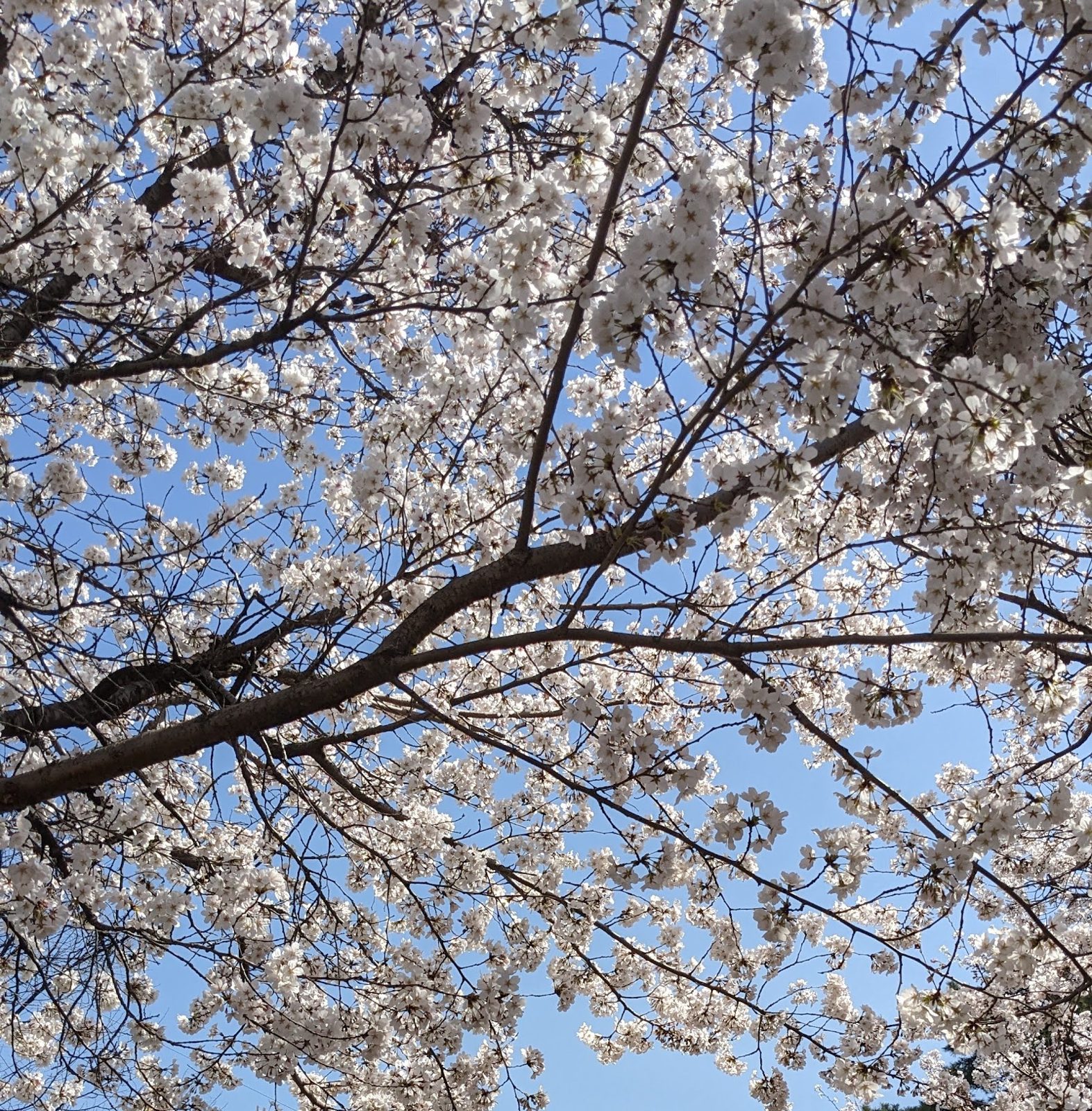 Cherry blossoms against a blue spring sky