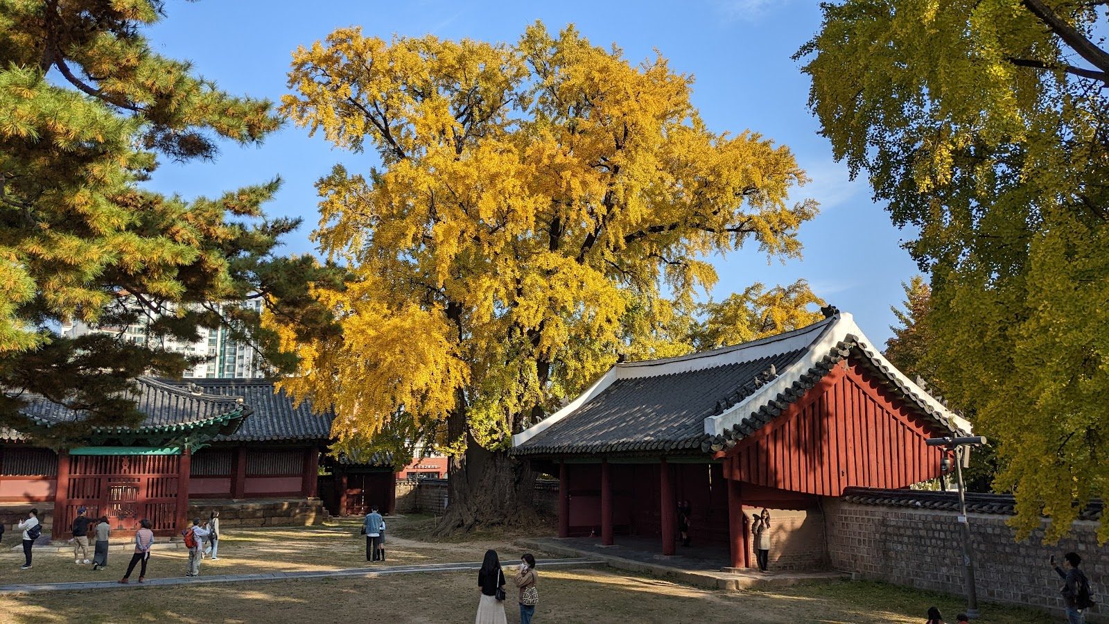 A golden ginkgo tree beside a traditional Korean hall